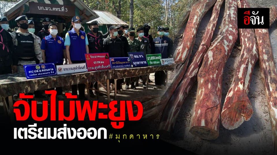 มุกดาหาร จับ ไม้พะยูง 19 ท่อน บริเวณริมฝั่งโขง มูลค่ากว่า 100,000 บาท