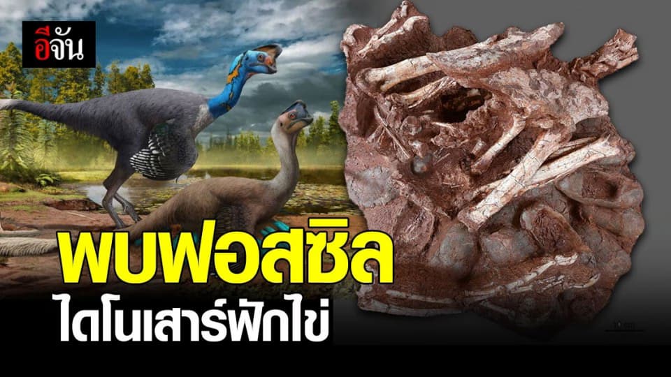 จีน ขุดพบ ฟอสซิล ไดโนเสาร์ ขณะกำลังฟักไข่