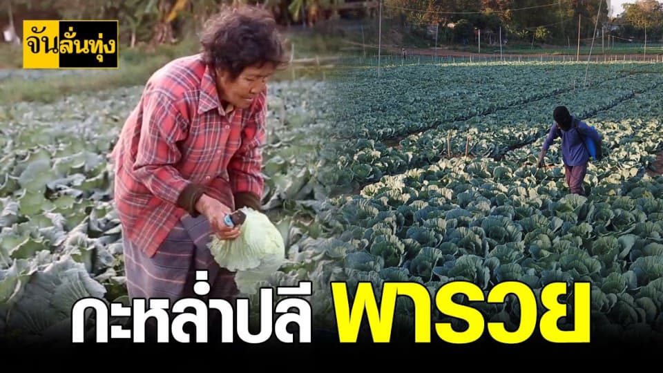 เกษตรกร นครพนม เจ๋ง ปลูก กะหล่ำปลี ฟันรายได้นับแสนต่อปี