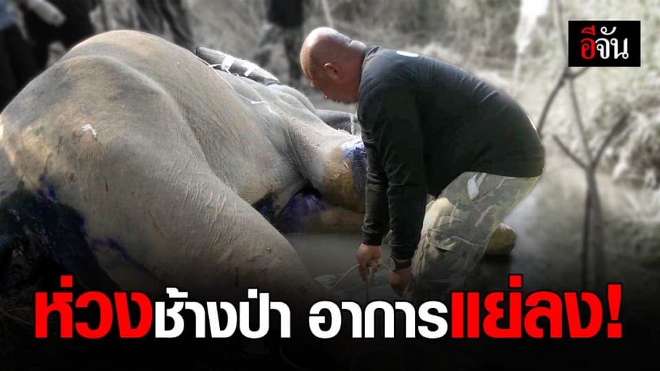 สัตวแพทย์ เร่งรักษา ช้างป่า กุยบุรี เท้าขวาบาดเจ็บ อาการแย่ลง