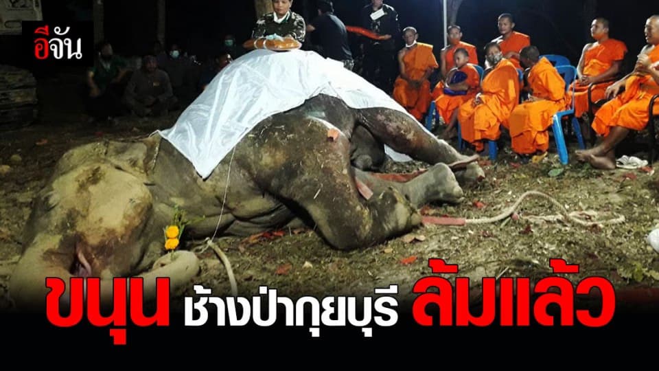 สุดยื้อ! อุทยานแห่งชาติกุยบุรี เผย ช้างป่ากุยบุรีบาดเจ็บ ล้มแล้ว เจอกระสุนทั่วตัว