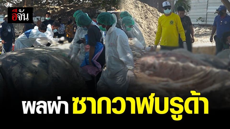 สัตวแพทย์ เปิดผลผ่าซาก วาฬบรูด้า ไม่พบอาหารในท่อทางเดินอาหาร คาดอ่อนแรง ป่วยตาย