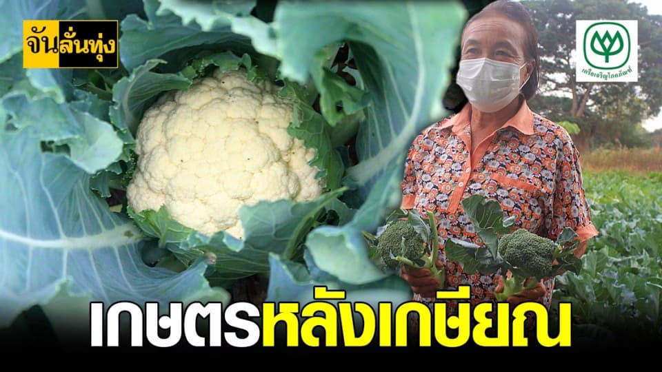 พะเยา สร้างสุขด้วยเกษตรปลูก กะหล่ำดอก สร้าง รายได้ สบายไปทั้งปี