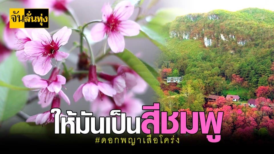 เปิด แลนด์มาร์ค ใหม่ เชียงราย ชม ซากุระ บานสวยบนดอย