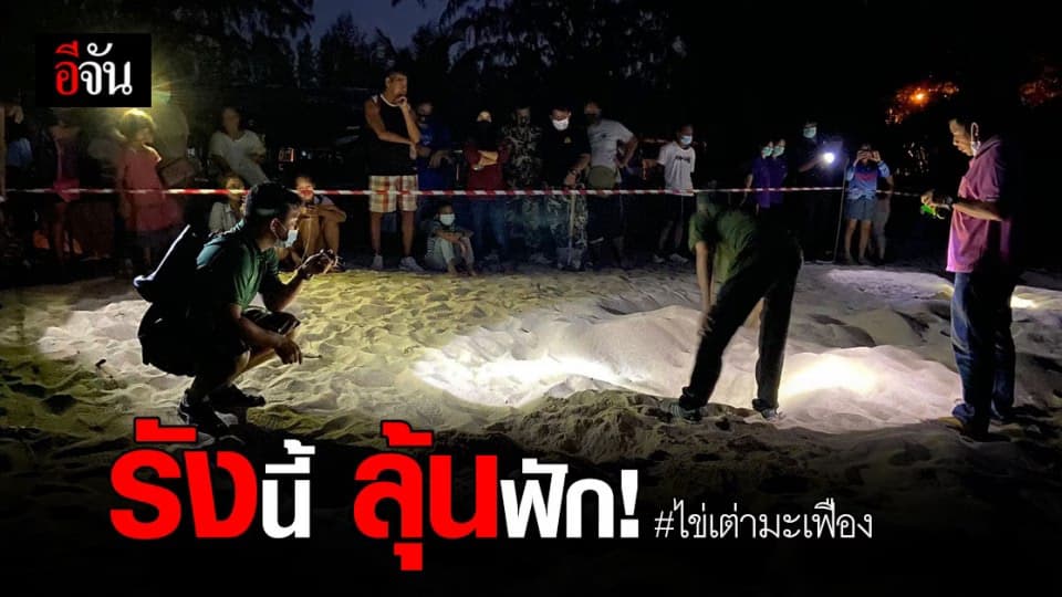 รอลุ้น! จำนวน เต่ามะเฟืองน้อย ลืมตาดูโลก ที่หาดไม้ขาว ภูเก็ต