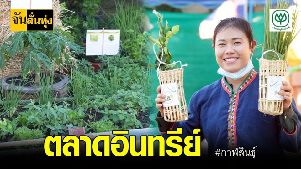 เกษตรกร กาฬสินธุ์ แฮปปี้ปลูก ผักปลอดสาร ขายดีแม้ โควิด มา