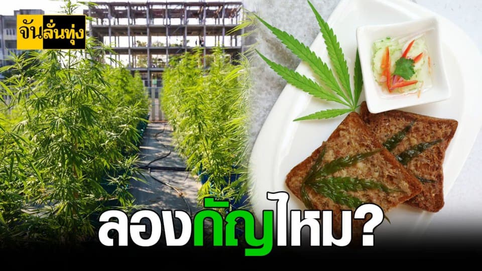 สุดเจ๋ง รพ.เจ้าพระยาอภัยภูเบศร เสิร์ฟเมนูกัญชา พาฟิน