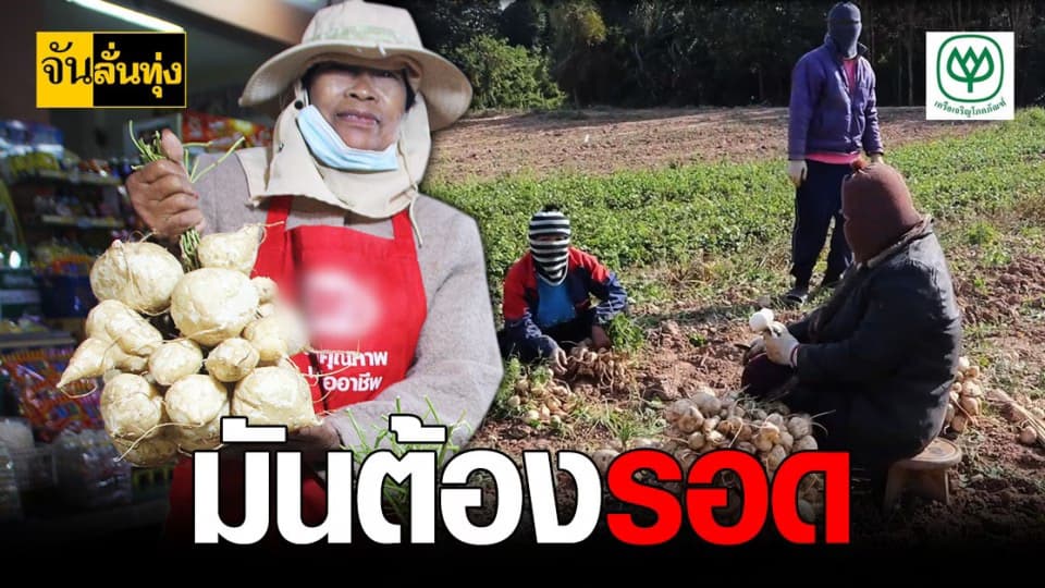 โควิด ป่วน แม่ค้า มันแถว นครพนม