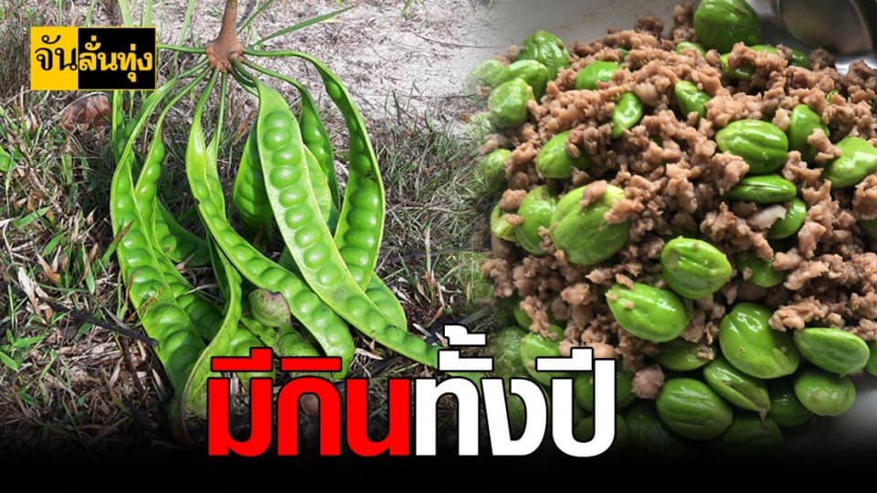 กรมวิชาการเกษตร เจ๋ง พัฒนา สตอ ไทยมีกินตลอดปี