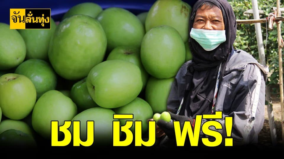 เกษตรกร ชวน ชม ชิม พุทรา กาฬสินธุ์