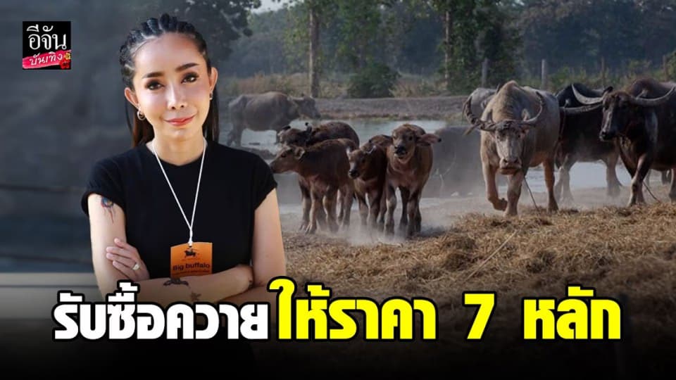 ฮือฮา หนึ่ง บางปู เศรษฐีนีคนดัง ประกาศตามหาควาย ให้ราคาสูง 7 หลัก รับซื้อไม่อั้น !