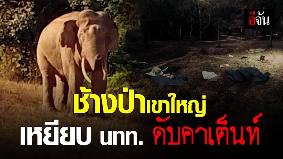 เขาใหญ่แตกตื่น! ช้างป่า “พรายดื้อ” บุกหาของกิน เหยียบนักท่องเที่ยว ตายคาที่