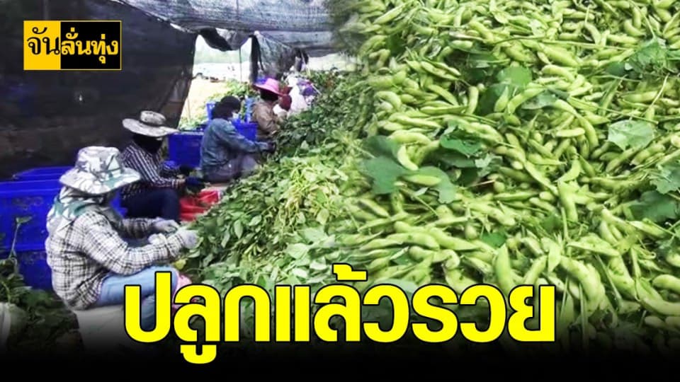 เกษตรกร อุทัยธานี ชีวิตดี๊ดีปลูก ถั่วแระญี่ปุ่น ฟันรายได้มหาศาล