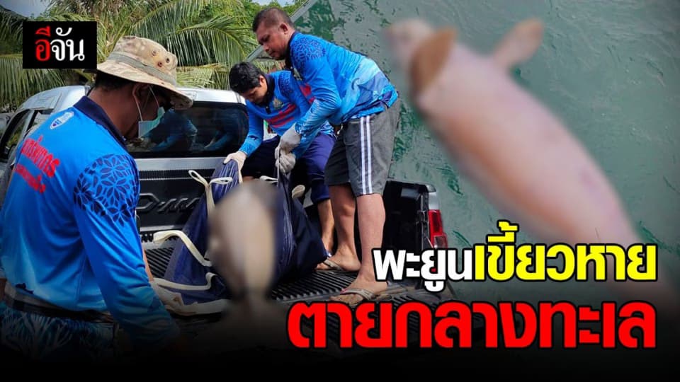 กระบี่ สลด ! อีกครั้ง พะยูน เขี้ยวหาย ตายกลางทะเล