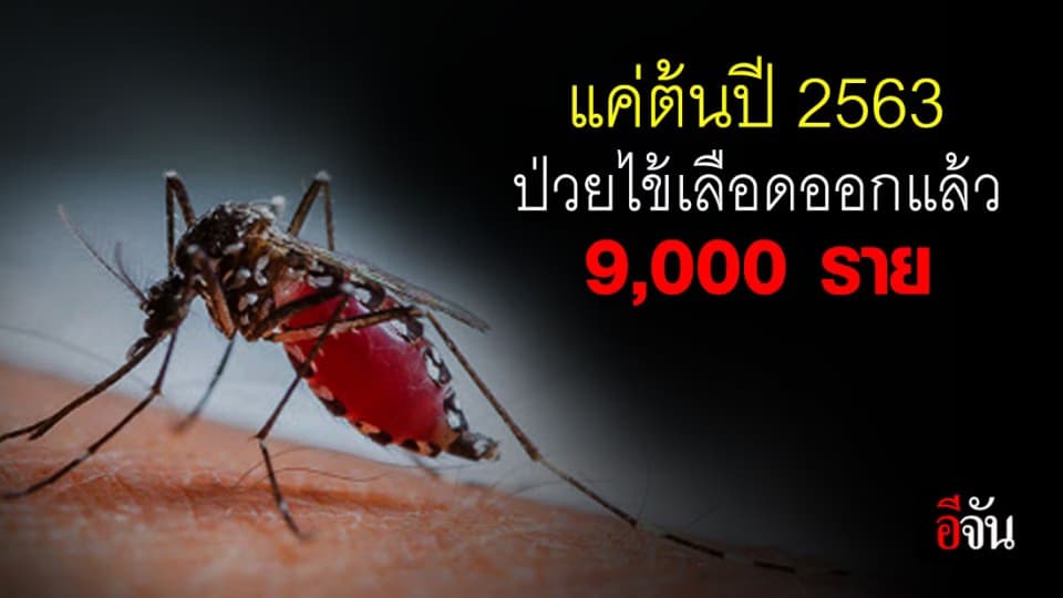 พิษยุงลายร้ายไม่แพ้โควิด-19 รีบจัดการก่อนคร่าชีวิตคน