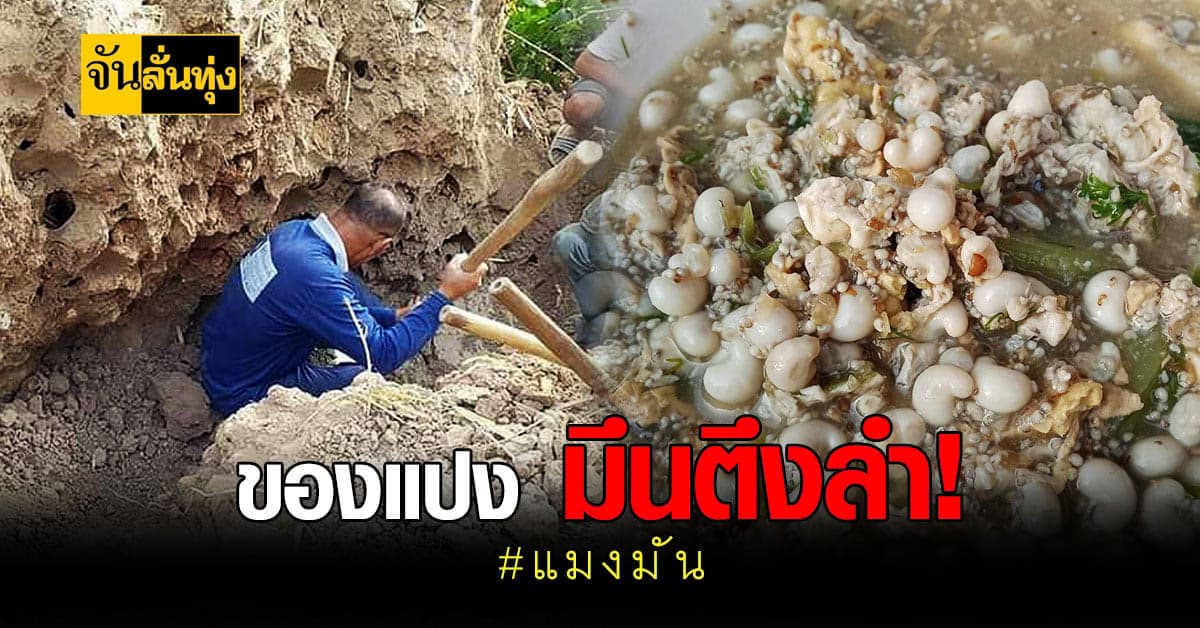 พะเยา ขุดหา แมงมัน ราคาแรง รายได้ พุ่งกระฉูด !