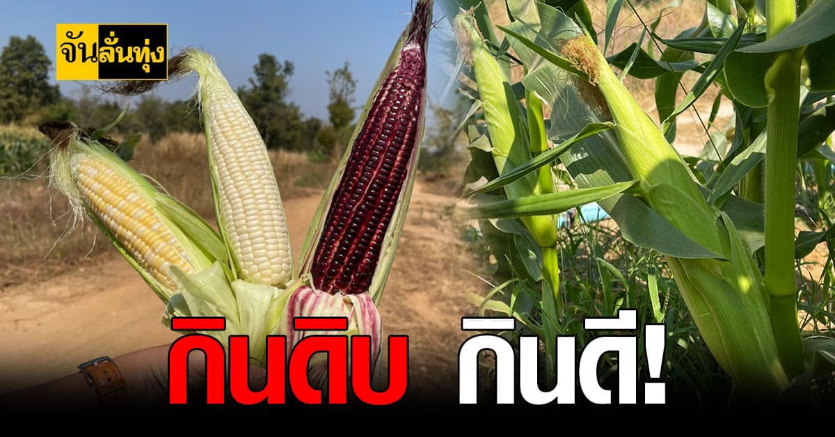 เกษตรกร ราชบุรี สุดปัง! ปลูก ข้าวโพด กินดิบ รายได้หลักแสน