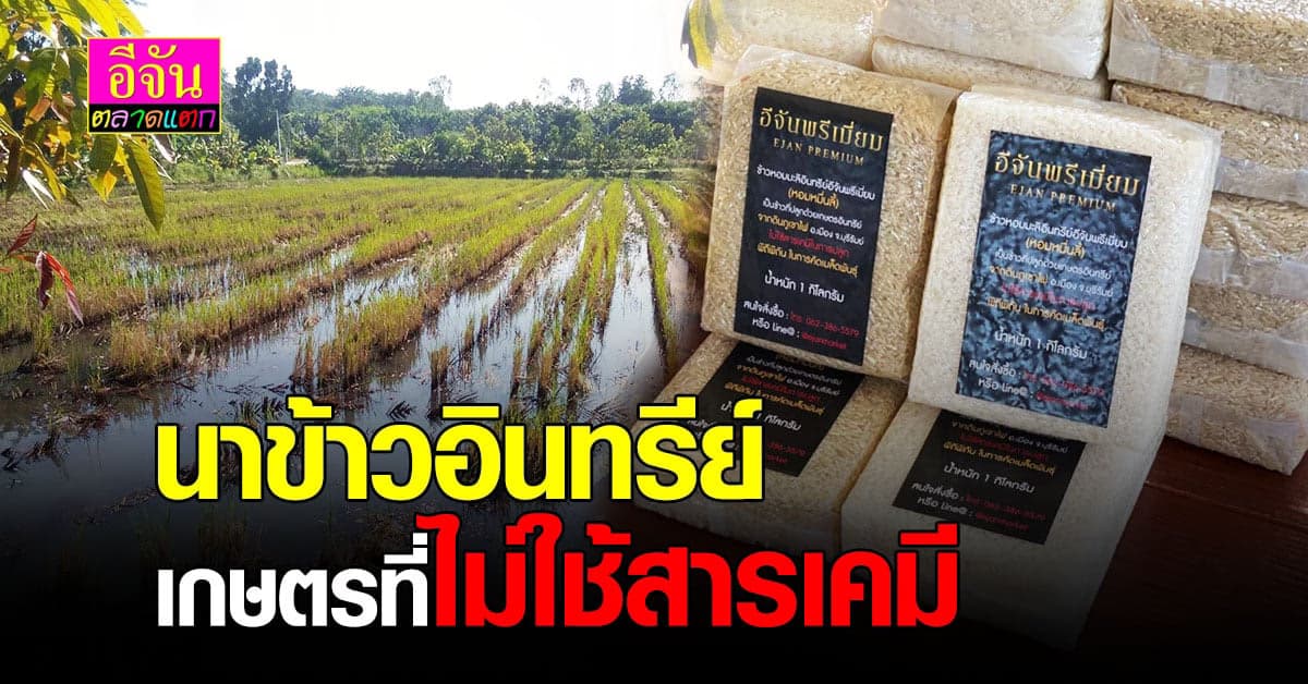 ข้าวหอมมะลิ นาข้าวอินทรีย์ ปลอดภัย ไม่ใช้สารเคมี