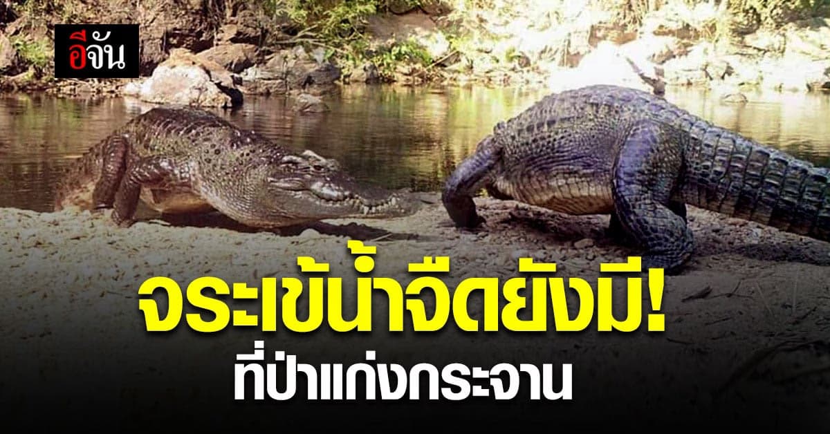 ตอกย้ำความสมบูรณ์ของผืนป่า! ป่าแก่งกระจาน พบ จระเข้น้ำจืด ใกล้สูญพันธุ์