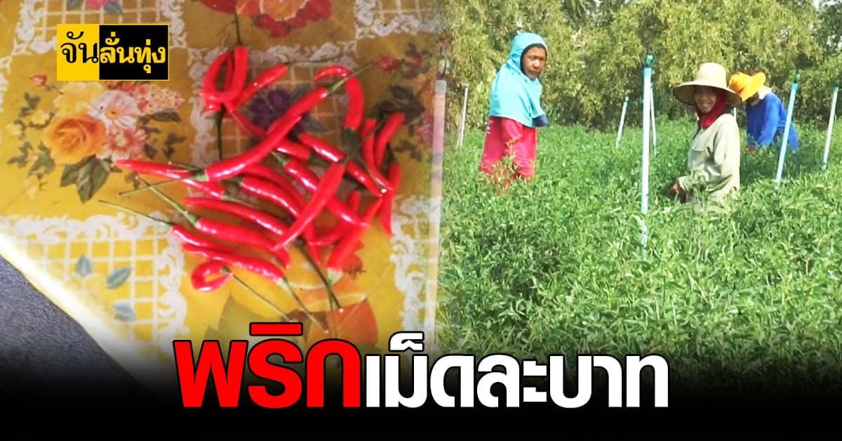 ราคา พริก โคราช ขึ้นสูงปี๊ด !