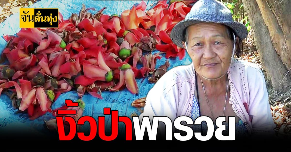 แล้งนี้มีรวย พะเยา ชวนมาเก็บ ดอกงิ้ว ง่าย ๆ รายได้ ดี!