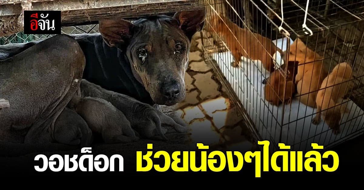 วอชด็อก ไม่รอ ปศุสัตว์ เชียงใหม่ ลุยช่วยน้องหมา 30 ชีวิต ได้สำเร็จ