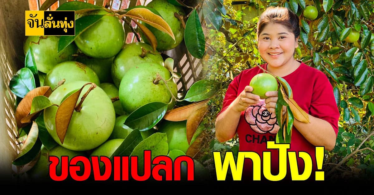 สาวใต้ ขาย แอปเปิ้ลน้ำ ใน Tiktok สร้างรายได้