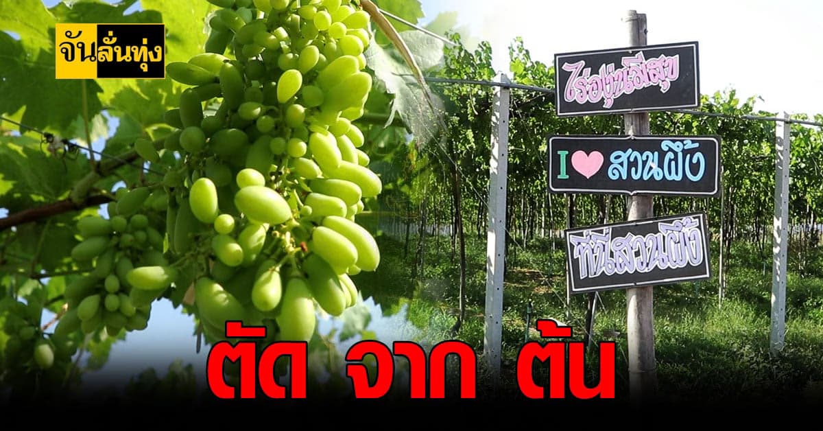 เกษตรกร ราชบุรี เปิดให้ นักท่องเที่ยว ตัด องุ่น สดจากไร่