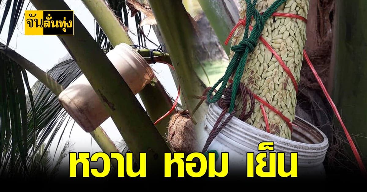 น้ำช่อดอกมะพร้าว ฝีมือ เกษตรกร สมุทรสงคราม