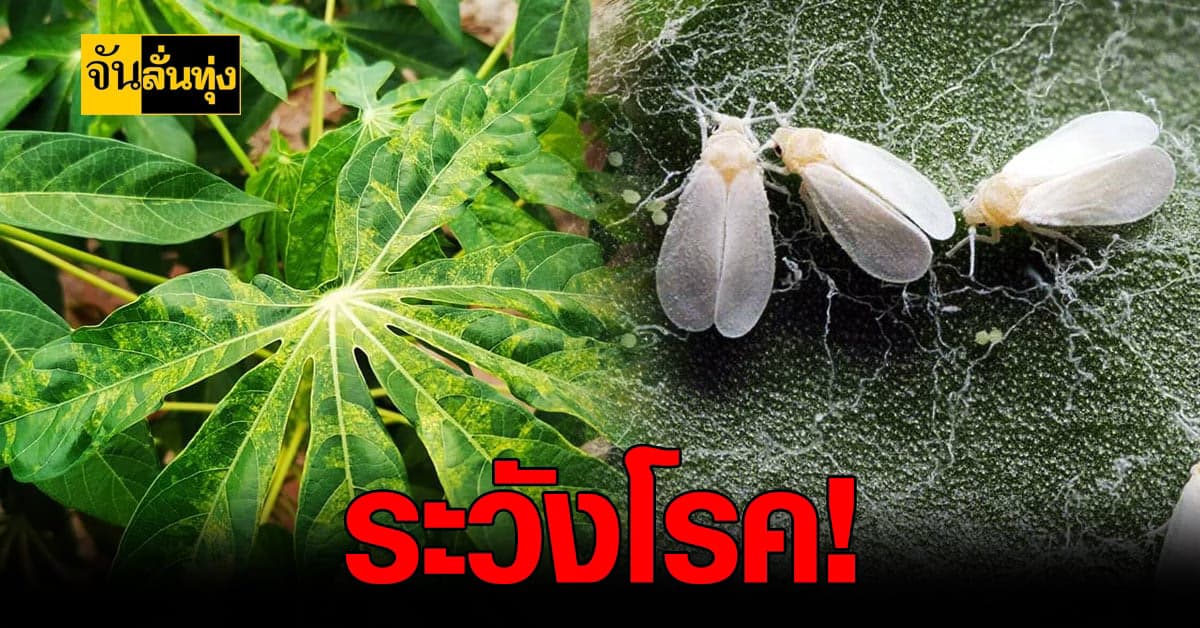 เตือน! เกษตรกร โคราช ระวังโรคใบด่าง มันสำปะหลัง