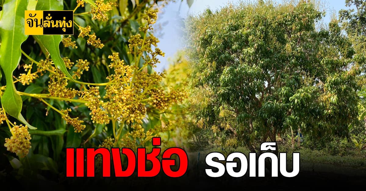 เมษายน มีเฮ! กิน ลิ้นจี่ สมุทรสงคราม