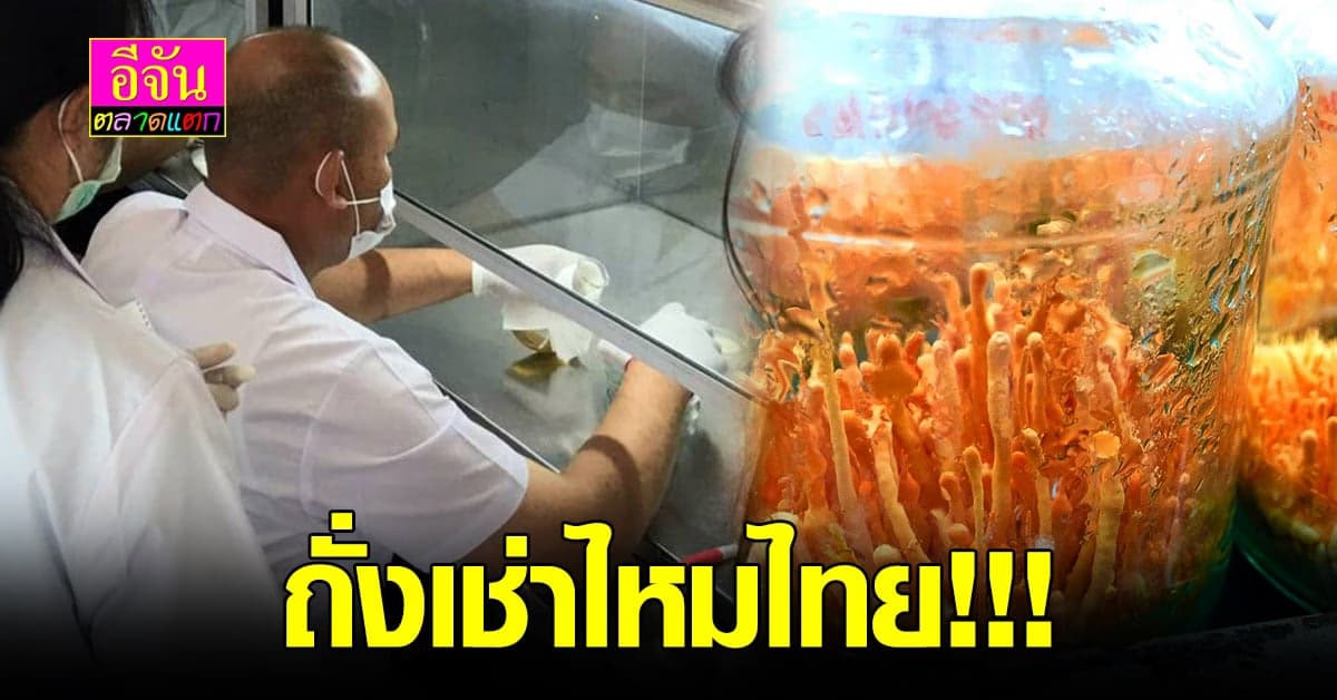 ไทยทำได้!!! พัฒนาและผลิต ถั่งเช่าไหมไทย สมุนไพรทองคำ เพื่อ คนรักสุขภาพ