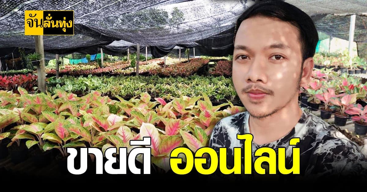 เฟสบุ๊กพาปัง! หนุ่มอยุธยา ขายอโกลนีมา สู้โควิด