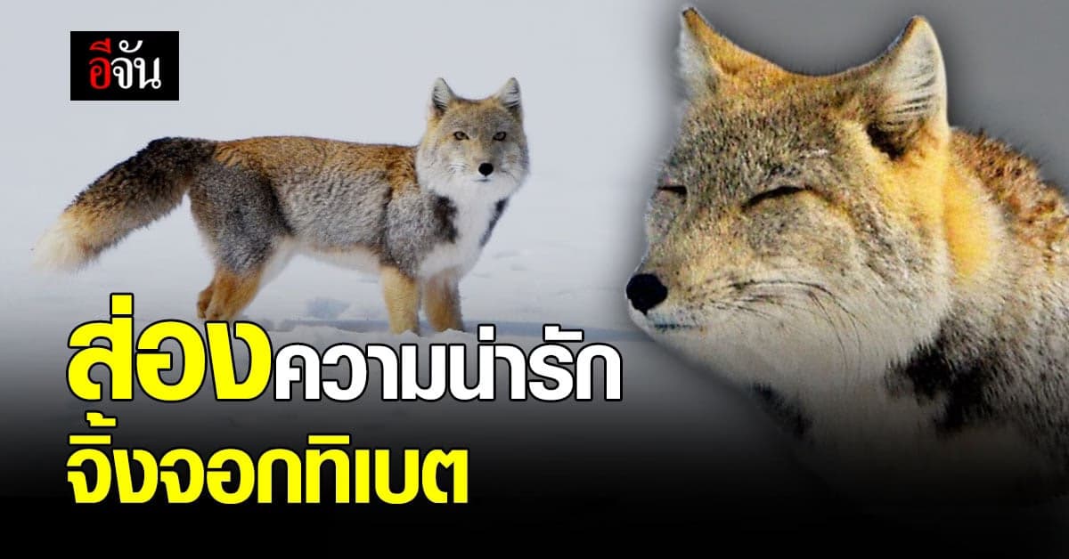จิ้งจอก ทิเบต เห็นหน้านิ่งๆ แต่ น่ารัก ไม่เบาเลยนะน้อง!!