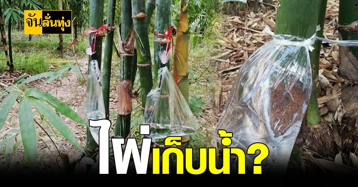 เทคนิค วิธีปลูกไผ่เก็บน้ำ ที่แสนง่ายแค่ทำตามขั้นตอน