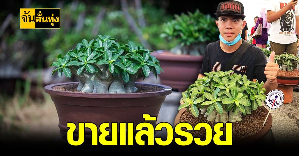 หนุ่มราชการ เชียงใหม่ ขยันขายต้น ชวนชม เพิ่มเป็น รายได้เสริม ยิ่งขายยิ่งรวย