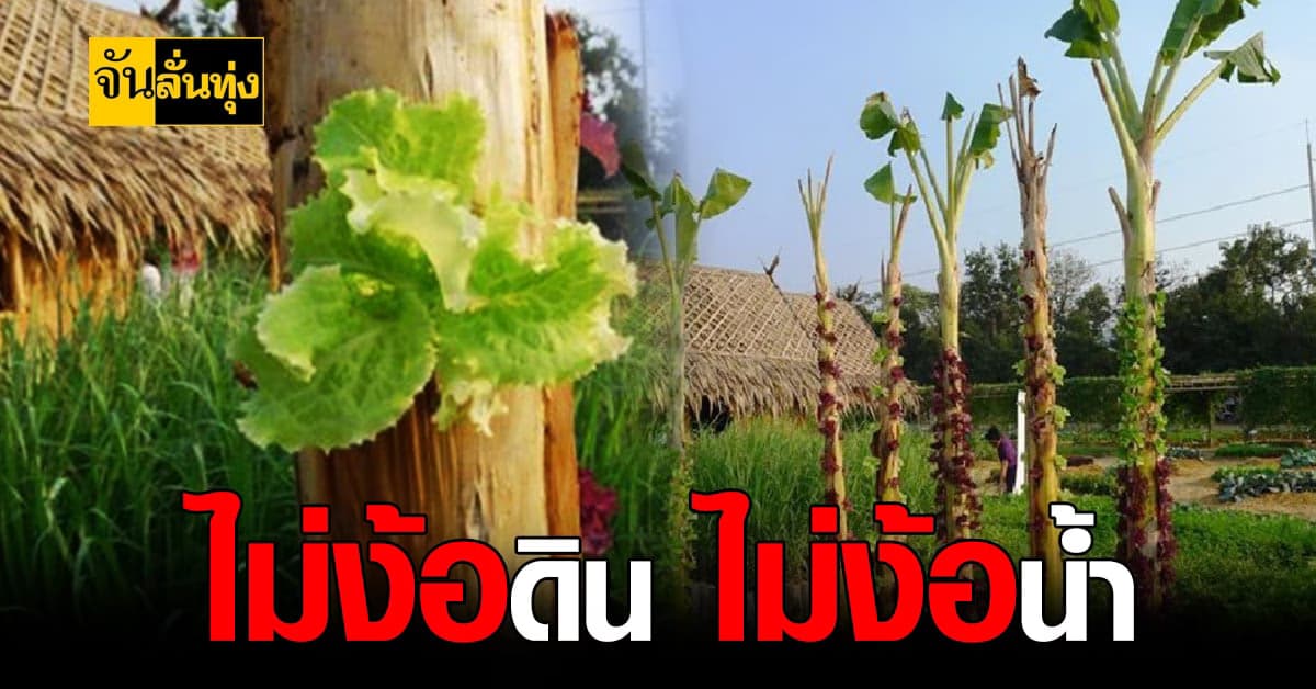 แบบนี้ก็มีด้วย ปลูกผัก ฝังบน ต้นกล้วย !