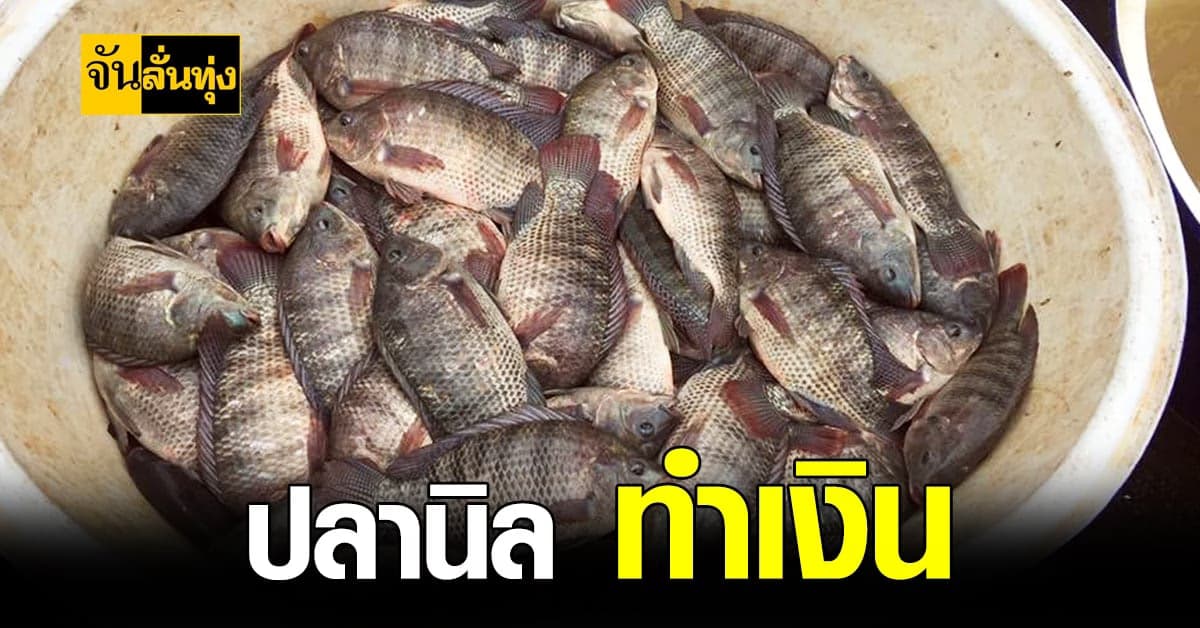 วิธีง่ายๆ เลี้ยงปลานิล อย่างไรที่ สร้างรายได้ ให้ตัวเองต่อเดือนครึ่งแสน