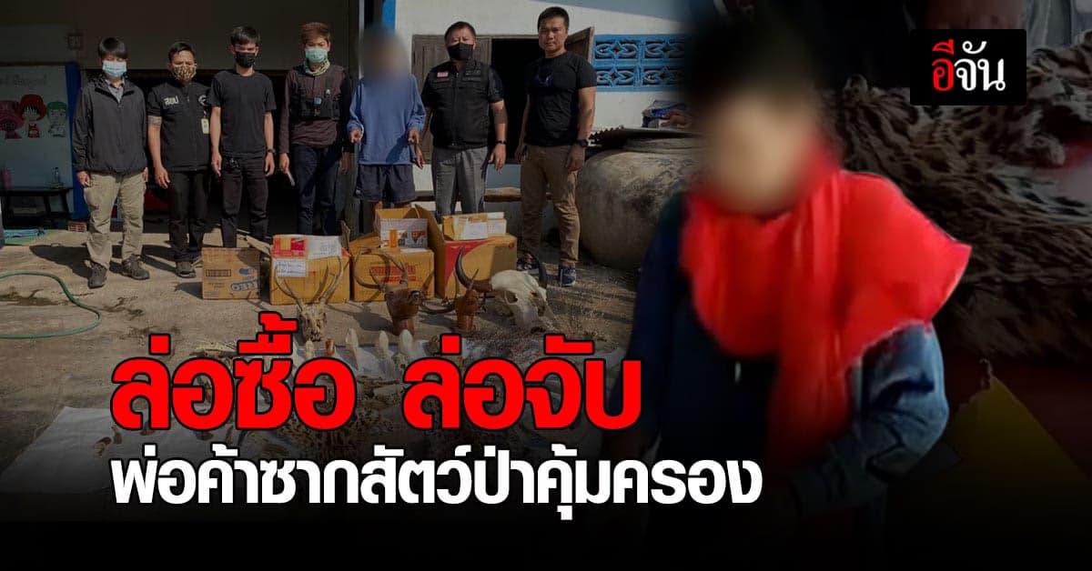 พญาเสือ ล่อซื้อซากสัตว์ หลังพบพ่อค้า ขายผ่านเฟซบุ๊กอย่างโจ๋งครึ่ม