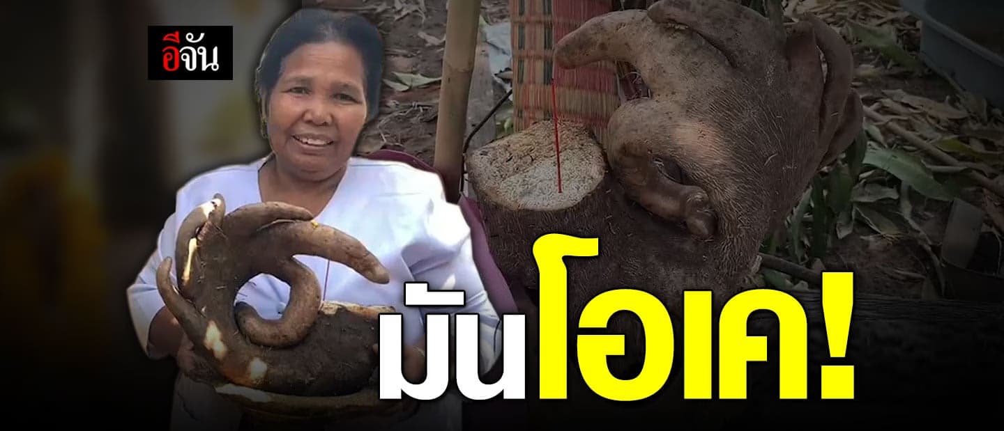 บุรีรัมย์ เจอ หัวมันประหลาด ทำมือโอเค ชาวบ้านแห่ตี เลขเด็ด !