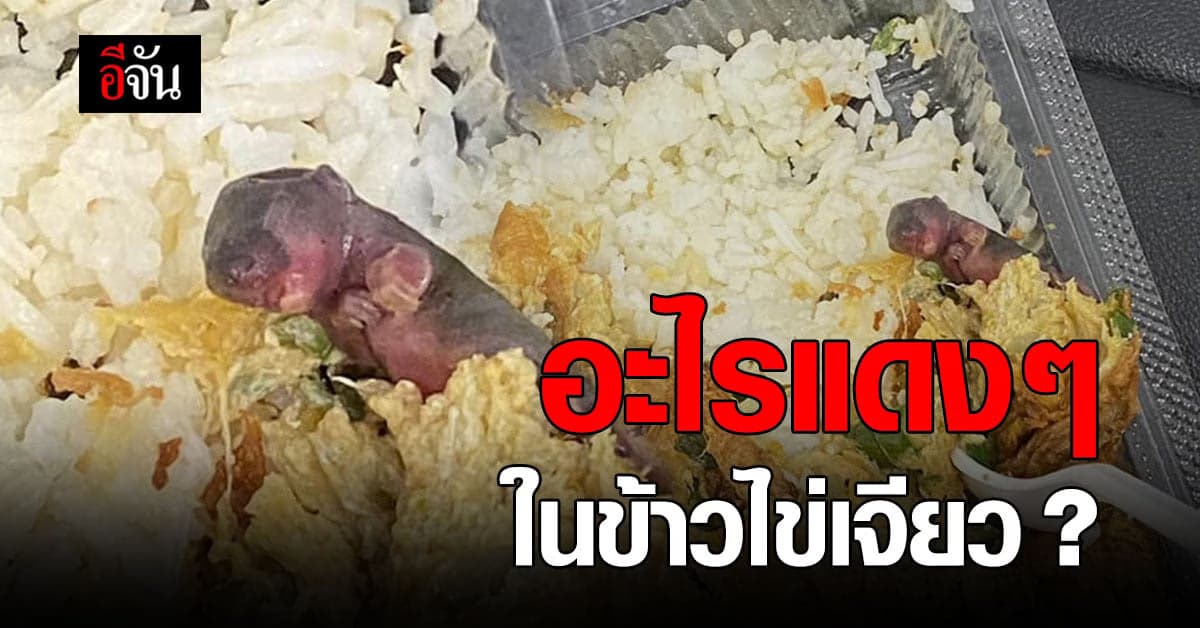 สาวช็อก! เจอลูกหนูขดอยู่ใน กล่องข้าวไข่เจียว คิดว่าเพื่อนแกล้ง