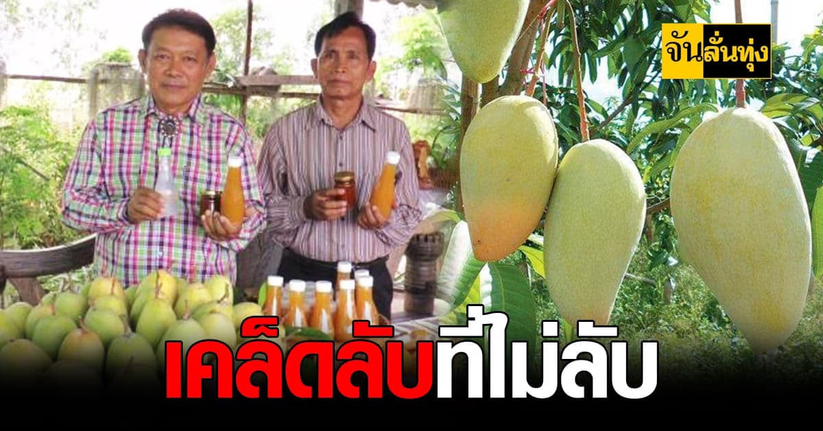 เผย เทคนิค แกล้ง มะม่วง ให้ผลดกเก็บขายได้ตลอดทั้งปี