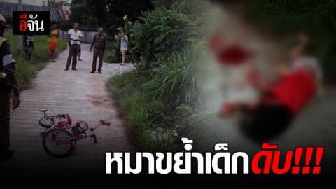 หมา 3 ตัวรุมเด็กน้อยเสียชีวิต แม่ช็อก พูดไม่ออก