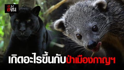 เกิดอะไรขึ้นกับป่าเมืองกาญฯ