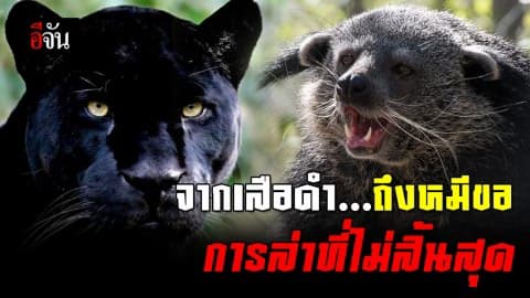 จากเสือดำถึงหมีขอ การล่าที่ไม่สิ้นสุด