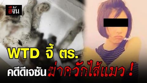 องค์กรสวัสดิภาพสัตว์ และ WTD หารือแนวทางดำเนินคดีกับดีเจสาว ขออุปการะแมว แต่นำไปฆ่าอย่างทารุณ