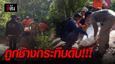 สลด! เข้าป่าหาเห็ดโคน เจอโขลงช้างป่าล้อม หนีตายแต่ลื่นล้ม ถูกช้างกระทืบดับ