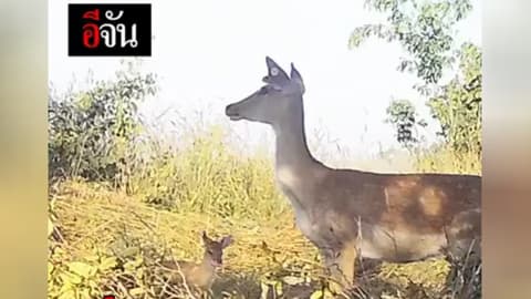 ส่อง “ละอง” ตกลูกเอง หลังปล่อยสู่ป่า