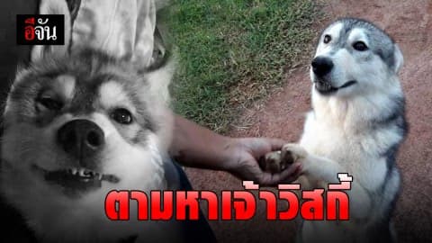 ตามหาเจ้าวิสกี้… เจ้าของใจจะขาด สุนัขแสนรักหายออกจากบ้าน