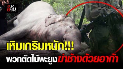 พบช้างป่าตาย จำนวน 1 ตัว บริเวณ น้ำตกห้วยทรายใหญ่ (แก่งอีเขียว) ผ่าชันสูตรเจอกระสุนอาก้าฝังใน